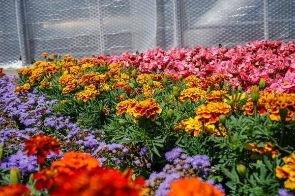 정원, 예쁜 배열에 화려한 꽃 — 스톡 사진