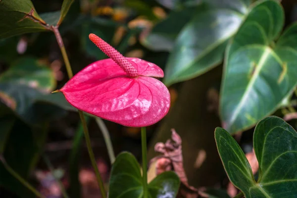 Pink anthurium flower blooming also known as anthurium, laceleaf, tailflower or flamingo flower — Stock Photo, Image