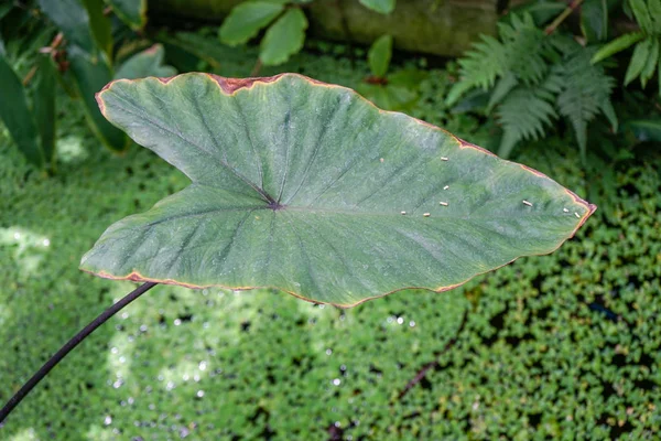 水リリー池背景を持つ熱帯の葉の高角度のビュー — ストック写真