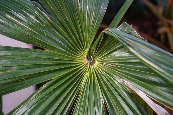 Palm leaf close up view, natural symmetry structure — Stok Foto