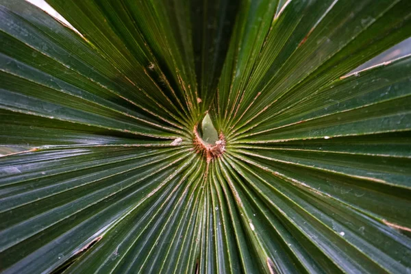 Palmblatt Nahsicht, natürliche Symmetriestruktur — Stockfoto