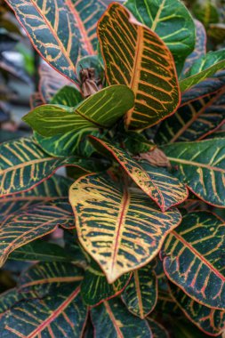 tropikal bitki yaprakları ile canlı renkler, önden görünüm