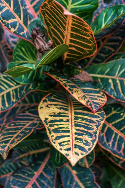 Tropische plant bladeren met levendige kleuren, vooraanzicht — Stockfoto