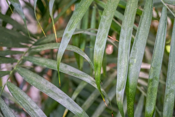 Olika palm blad, tropisk djungel trädgården — Stockfoto