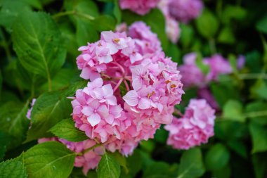 bahçede çiçek açan çiçek pembe, görünümü Kapat