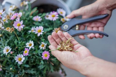Bir bahçıvan bir çiçek kesiyor, el ve makas görünümü Kapat