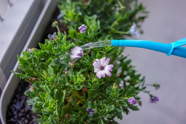 Innaffiatura fiori con lattina blu, giardinaggio urbano — Foto Stock