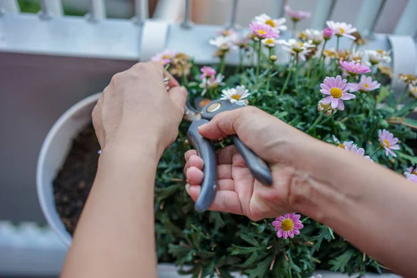 Un giardiniere sta tagliando un fiore, mano e forbice vista da vicino — Foto Stock
