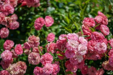 Yaz aylarında güzel pembe Gül Bush görünümü kapatın