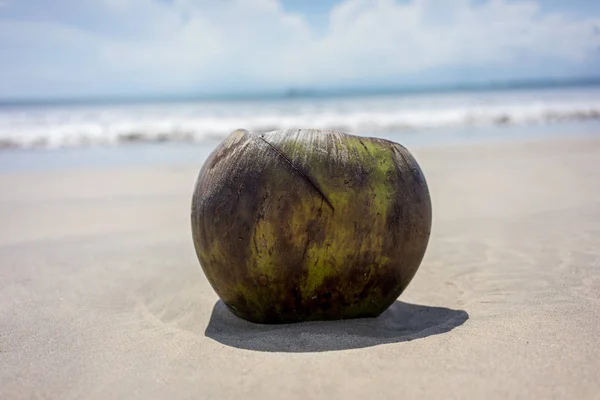 Kokos na písčité pláži s pozadím oceánu — Stock fotografie