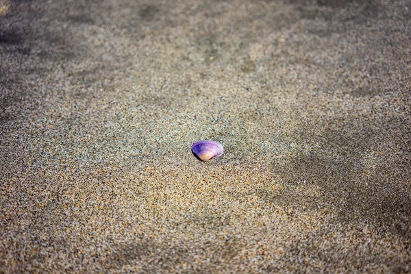 Фіолетова оболонка, що лежить у піску на пляжі, крупним планом — стокове фото