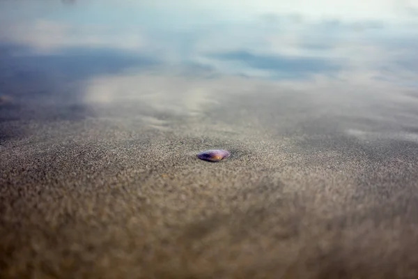 Lila Muschel im Sand am Strand, Nahsicht — Stockfoto