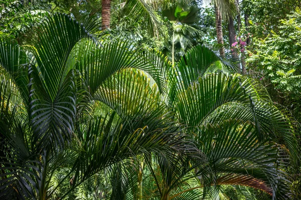 Jardin de feuilles de palmier sauvage, vue rapprochée — Photo