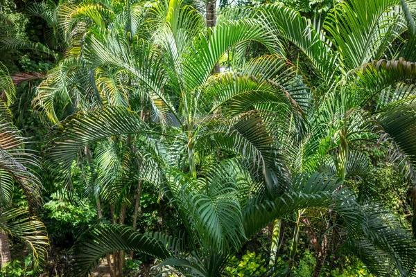 Wild palm leaf garden, close up view — Stock Photo, Image