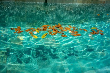 leaves in pool water, holiday concept picture clipart