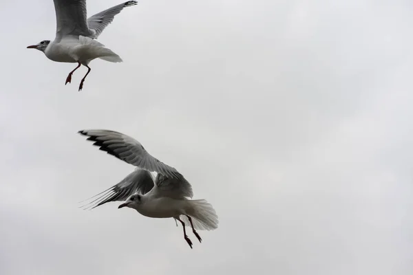 Havsfiskmåsen flyger på nära håll se en mulen dag — Stockfoto