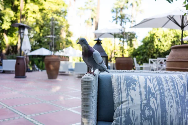 Dove sitter på Trädgårdsskötsel stol i restaurang — Stockfoto