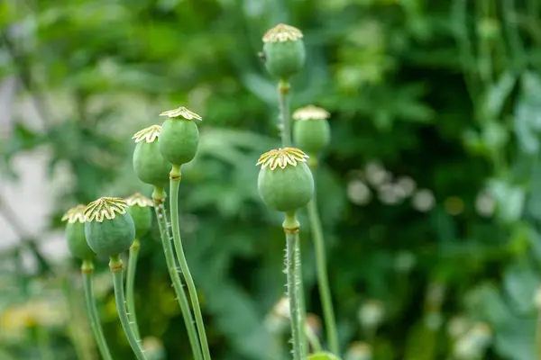 Κλειστό πράσινα μπουμπούκια ανθέων με πράσινο φόντο — Φωτογραφία Αρχείου