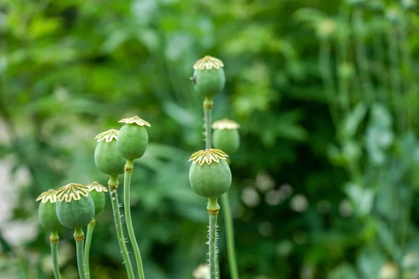 Geschlossene grüne Blütenknospen mit grünem Hintergrund — Stockfoto