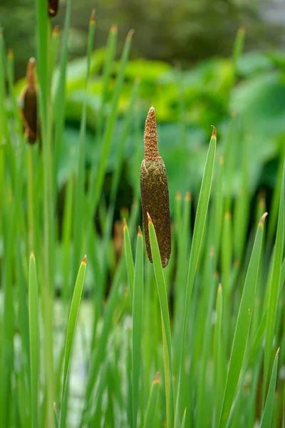 茶色の芽と緑色の水植物の茎 — ストック写真