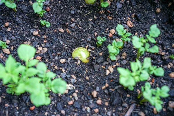 Planta de patata vegetal que crece en tierra húmeda —  Fotos de Stock