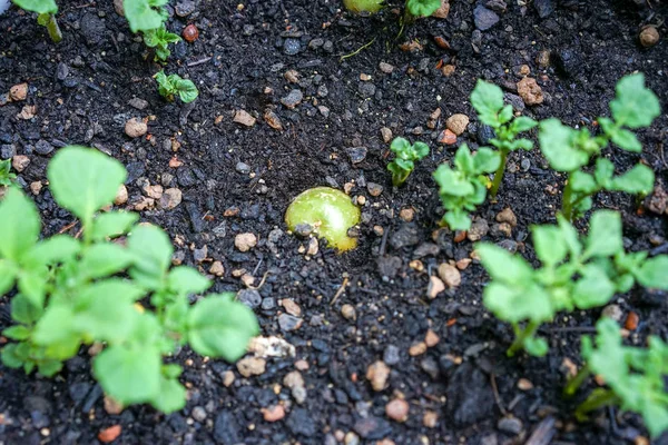Planta de patata vegetal que crece en tierra húmeda — Foto de Stock