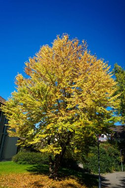 sonbaharda mavi gökyüzü ile sarı ağaç