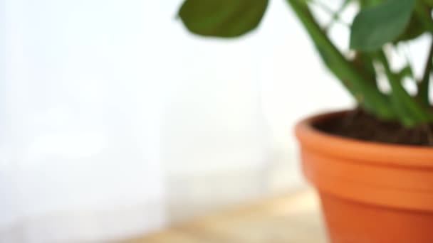 Philodendron casa planta interior em terracota pot vídeo — Vídeo de Stock