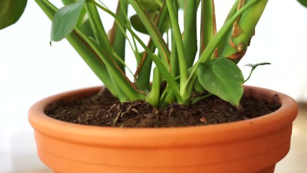 Philodendron casa planta interior em terracota pot vídeo — Vídeo de Stock