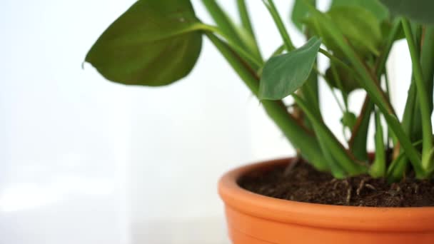 Филодендрон домашнего интерьера растения в терракотовой горшок видео — стоковое видео