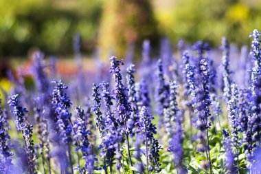 Lavandula bahçede sabah.