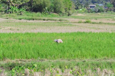 Çiftçi pirinç tarlasında bir şeyler yapıyor..