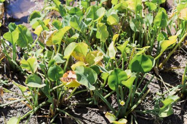 Pirinç tarlasında Eichhornia crassipes.