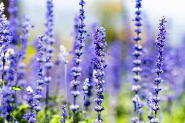 Lavandula bahçede sabah.