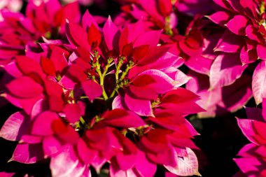 Bahçede Noel yıldızı.