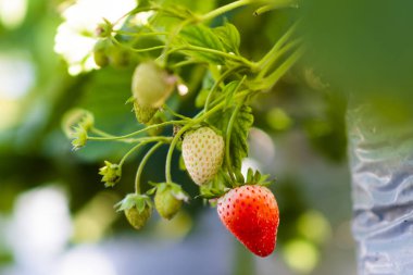 Çiftlik taze çilek