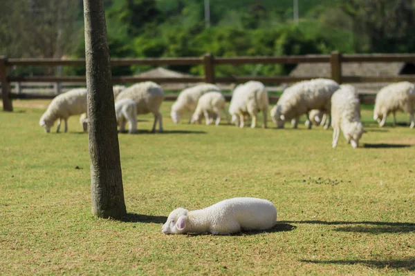 Young Sheep Sleep Ground Floor Farm Background Blurred Young Sheep — Stock Photo, Image