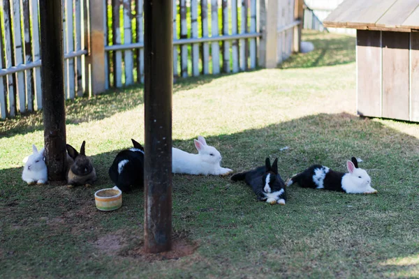 Muchos Conejos Quedan Suelo — Foto de Stock