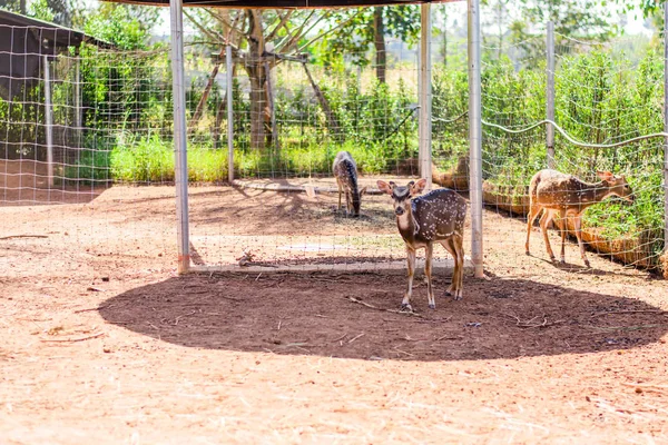 动物园里的斑点鹿 — 图库照片