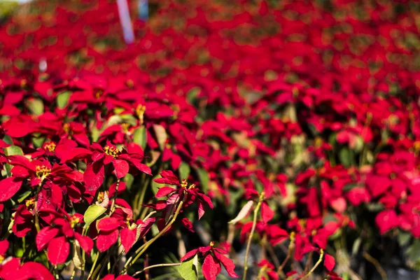 Estrella Navidad Jardín —  Fotos de Stock