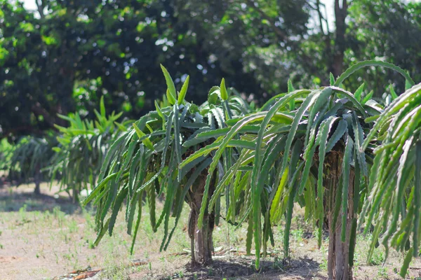 Dragon fruit tree at farm