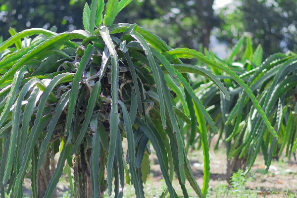 Dragon fruit tree at farm