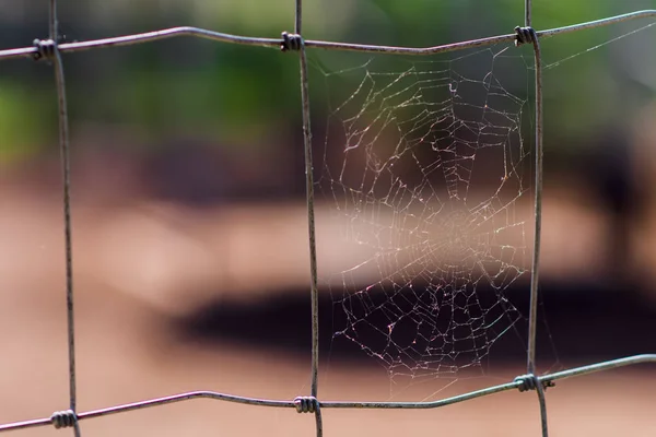 Cobweb on iron net