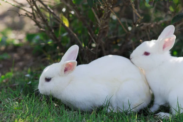 Dos Conejos Blancos Juegan Juntos Jardín — Foto de Stock