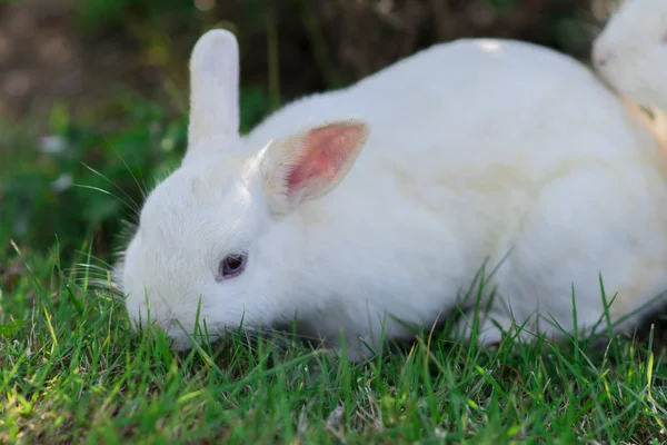 Conejo Blanco Comer Hierba Jardín — Foto de Stock