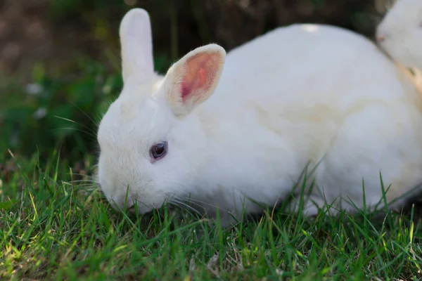 Белый Кролик Ест Траву Саду — стоковое фото