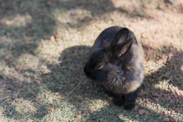 Conejo Negro Está Comiendo Hierba Suelo — Foto de Stock