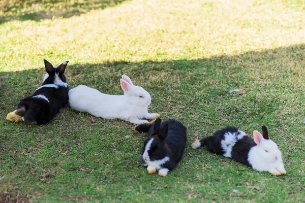 Rabbits Sleep Ground Floor — Stock Photo, Image