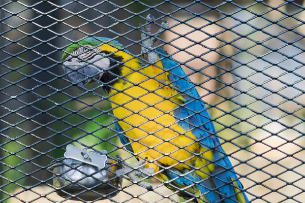 Macaw Parrot Steel Cage — Stock Photo, Image