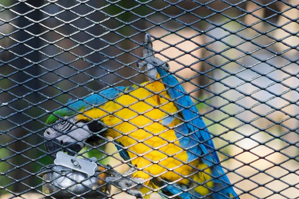 Макао Попугай Стальной Клетке — стоковое фото